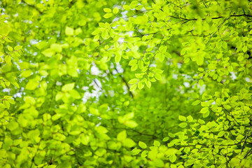 爽やかな緑美しい若葉2