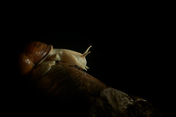 Dive into the microscopic magic of nature with these captivating images of a snail resting on a...
