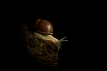 Dive into the microscopic magic of nature with these captivating images of a snail resting on a...