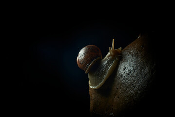 Dive into the microscopic magic of nature with these captivating images of a snail resting on a...