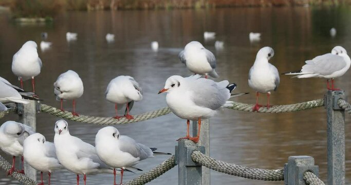 Groups of mature and juvenile excited black-headed gulls (Chroicocephalus ridibundus) perched on a railing at the edge of a body of water

