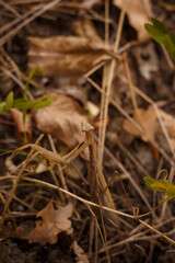 european mantis religiosa or brown praying mantis on forest ground with dry leaves and grass background, soft focused macro shot