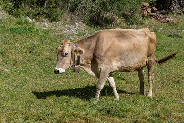 Grazing cows Val Venosta, South Tyrol Italy