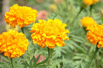 Orange Marigold