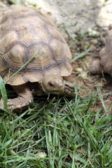 African Sulcata Tortoise Natural Habitat,Close up African spurred tortoise resting in the garden, Slow life ,Africa spurred tortoise sunbathe on ground with his protective shell ,Beautiful Tortoise