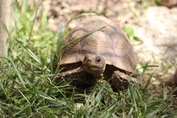 African Sulcata Tortoise Natural Habitat,Close up African spurred tortoise resting in the garden,...