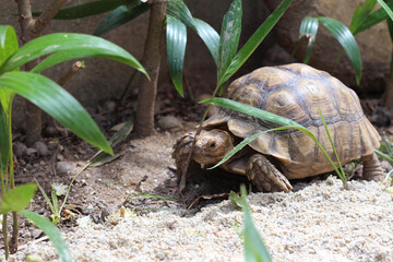 African Sulcata Tortoise Natural Habitat,Close up African spurred tortoise resting in the garden, Slow life ,Africa spurred tortoise sunbathe on ground with his protective shell ,Beautiful Tortoise
