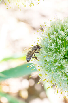Bee on a green flower in sunny weather