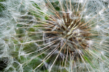 Dandelion abstract background. Beautiful white fluffy dandelions, dandelion seeds in sunlight. Blurred natural green spring background, macro, selective focus, close up