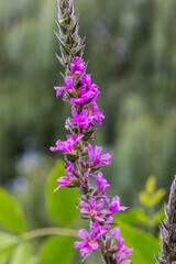 Lythrum salicaria - purple loosestrife, spiked loosestrife, purple lythrum