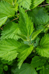 Fototapeta na wymiar Stinging nettles Urtica dioica in the garden. Green leaves with serrated edges