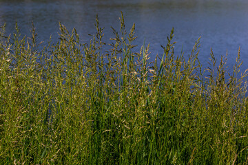 Meadow grass meadow with the tops of stele panicles. Poa pratensis green meadow european grass