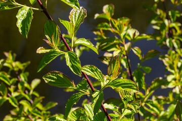 Dogwood Cornus sanguinea , leaf background, selective focus