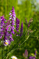 Vetch, vicia cracca valuable honey plant, fodder, and medicinal plant. Fragile purple flowers background. Woolly or Fodder Vetch blossom in spring garden