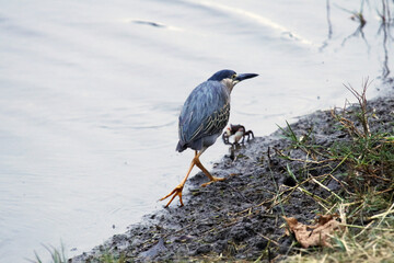 Caranguejo e Socó cinzento fazendo caminhada a beira da lagoa de Bambuí - Maricá - RJ