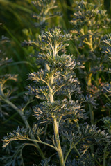 Silver green Wormwood leaves background. Artemisia absinthium, absinthe wormwood plant in herbal...