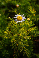 Tripleurospermum maritimum Matricaria maritima is a species of flowering plant in the aster family commonly known as false mayweed or sea mayweed