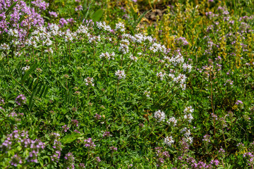 Fototapeta premium Blossoming fragrant Thymus serpyllum, Breckland wild thyme, creeping thyme, or elfin thyme close-up, macro photo. Beautiful food and medicinal plant in the field in the sunny day
