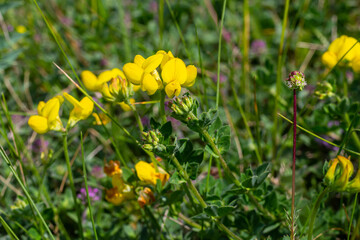 Close up of birds foot trefoil lotus corniculatus flowers in bloom