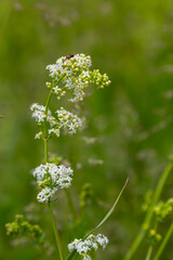 Beautiful blooming white bedstraw in June, galium album