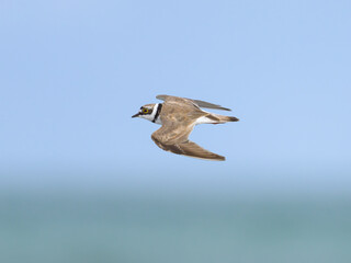 A Little Ringed Plover in flight on the beach