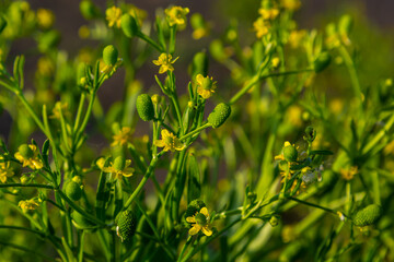 Ranunculus sceleratus, Celery-leaved buttercup, Ranunculaceae. Wild plant photographed in the spring