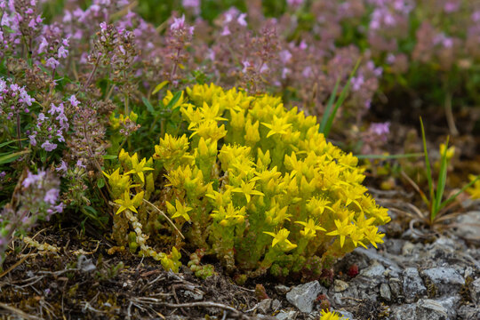 Sedum acre, Sedum album is the perennial herbaceous succulent plant with numerous rising stems covered with small thick leaves