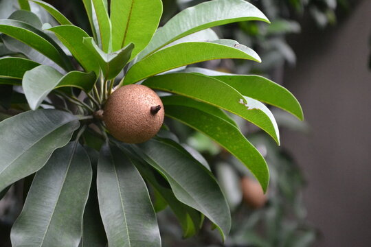 Sawo fruit on tree