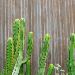 Detailed shot of cacti against a wooden background