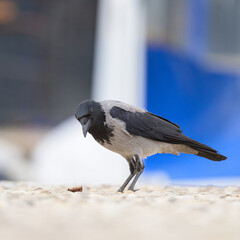 A carrion crow walking eating on the ground
