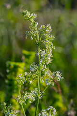 Beautiful blooming white bedstraw in June, galium album