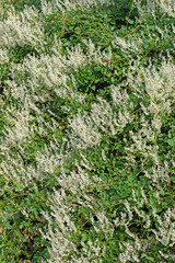 Blühender Schlingknöterich, Fallopia baldschuanica, im Herbst