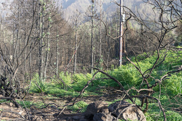Charred trees with new growth on the Canary Island of Tenerife after forest fires in 2023