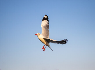 A seagull flipping mid flight whle flying
