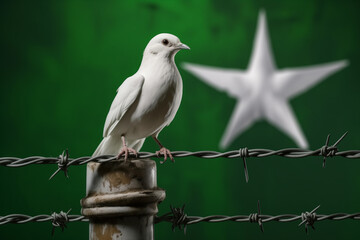 White dove of freedom on Pakistan flag background and barbed wire, concept Kashmir Solidarity Day 5th Feb