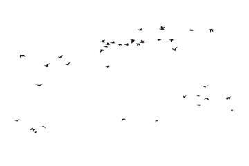 Birds flying in the sky with a natural distribution. Natural vector birds.
