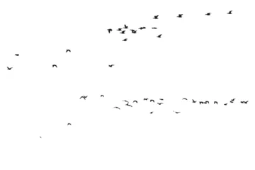 Fotobehang Birds flying in the sky with a natural distribution. Natural vector birds. © serkanmutan