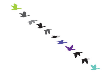 Flying ducks. Natural vector birds. White bacgrund. 