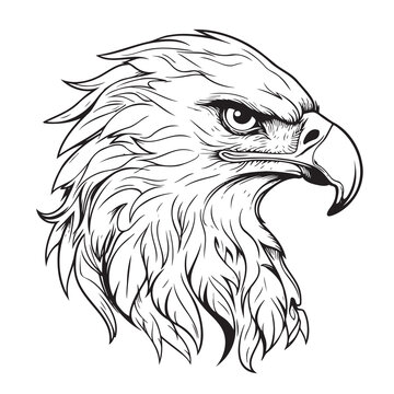 Eagle head sketch hand drawn Vector Wild birds