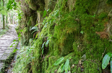 Dettaglio del bosco nei pressi della Torc Waterfall nel Killarney National Park - County Kerry - Ireland