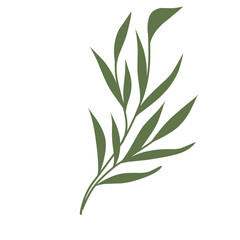 Fototapeta premium Green Leaves Element 