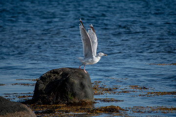 Startende Möwe sm Stein