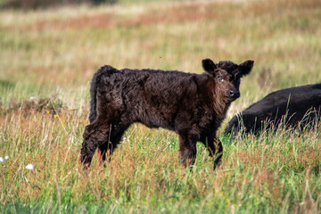 Kälbchen auf der Wiese