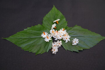Nyctanthes arbor tristis flower. It's other names  night blooming jasmine, tree of sorrow flower,...