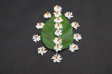 Nyctanthes arbor tristis flower. It's other names  night blooming jasmine, tree of sorrow flower,...