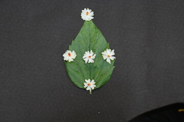 Nyctanthes arbor tristis flower. It's other names  night blooming jasmine, tree of sorrow flower,...