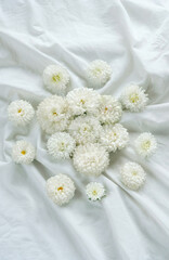 white Chrysanthemum flowers on light fabric abstract background. floral gift. festive composition with flowers. template for design. flat lay. copy space