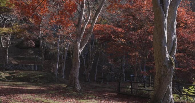 Red leaves at Kasagiyama momiji park in Kyoto in autumn