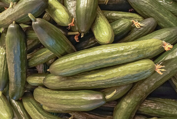 Fresh greenhouse cucumbers