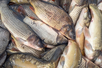 Fresh fish carp